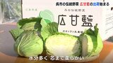 甘くて芯まで柔らか　特産キャベツ「広甘藍（ヒロカンラン）」の出荷始まる　広島・呉　　|　RCC NEWS | 広島ニュース | RCC中国放送