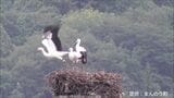 コウノトリのヒナ3羽が無事に巣立ち 今年4月に誕生 【香川・まんのう町】 | 岡山・香川のニュース | 天気 | RSK山陽放送