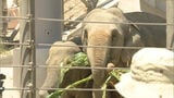 特別ガイドに好物プレゼント アジアゾウ来園2周年 ミャンマーから福岡市動物園に | 福岡のニュース|RKB NEWS|RKB毎日放送