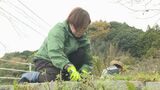 「中山間地域が活性化するように」県庁職員が地域の人と伐採・除草作業　|　山口のニュース・天気・防災｜tys NEWS｜ｔｙｓテレビ山口