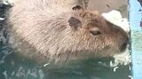 「温泉が待ち遠しくて…」須坂市の動物園で「カピバラ温泉」始まる ゆったりと温まる姿に「癒される」 | SBC NEWS | 長野のニュース | SBC信越放送