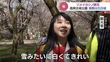 桜の開花は高岡でも ソメイヨシノ・コシノヒガンが見ごろ 満開は6日頃か 富山・高岡市|TBS NEWS DIG
