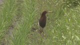 「数年に一度」の珍鳥…「アカガシラサギ」を発見|TBS NEWS DIG