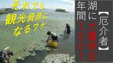 猪苗代湖の"厄介者" 新たな観光資源に 水草"ヒシ"に秘める無限の可能性とは | 福島のニュース│TUF