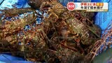 伊勢海老漁 解禁！天草市の牛深漁港では初水揚げ “１５０キロ” ！！　熊本　|　熊本のニュース｜RKK NEWS｜RKK熊本放送