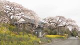 樹齢170年のしだれ桜が満開 菜の花とのコントラストで人々を魅了 大分・別府市 | 大分のニュース|OBS NEWS|大分放送