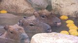 「いい湯だな~」池田動物園で寒さが苦手なカピバラがゆず湯を堪能 露天風呂の湯温は40℃でぽかぽか【岡山】|TBS NEWS DIG