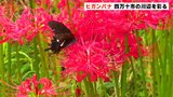 彼岸の入り ヒガンバナが川辺を赤く染める 高知・四万十市 | 高知のニュース・天気|KUTV NEWS | KUTVテレビ高知