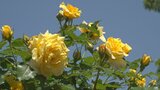温泉施設でバラが見頃 1000本が咲き誇り満開へ ガーデンには甘い香り漂う 山梨県・みさかの湯|TBS NEWS DIG