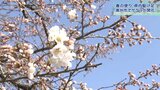 奥州市の名所・水沢公園のサクラも一気に~3月の開花宣言は初・春の便りは駆け足で|TBS NEWS DIG