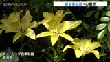 ユリやハイビスカス...涼しげな海を表現 夏の花 咲き誇るチューリップ四季彩館 富山・砺波市 | 富山のニュース|天気・防災|チューリップテレビ