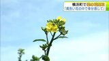 「黄色い花の中で幸せ感じて」ゴールデンウィーク後半に合わせたように『菜の花』が開花　本州最大規模90ヘクタールに作付けの菜の花畑　10～11日頃に満開見込み　青森県横浜町|TBS NEWS DIG