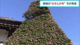 寺の建立前から咲いていたサザンカ そのイメージは“かやぶき屋根” 「こんなに素敵だとは思わなかった」 | 名古屋・愛知・岐阜・三重のニュース【CBC news】 | CBC web
