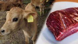 「オスは経済的価値がないので…」生まれた瞬間“殺処分”される牛たち　それでも「牛の幸せ考え続ける牧場」その意味とは|TBS NEWS DIG