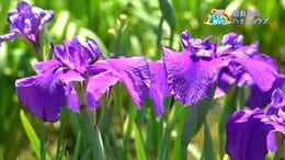 姶良市の「ハナショウブ」3000株が見ごろ 奄美からの見物客も「バリエーション多くびっくり」【亀ちゃんのかごしま撮った!】|TBS NEWS DIG