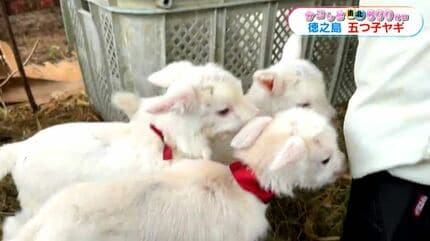 徳之島・伊仙町で珍しい“ヤギの五つ子”誕生 81歳の飼い主も子育てに