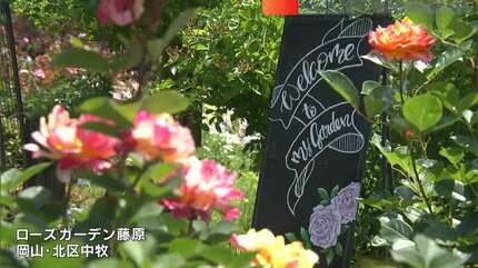 夫婦が営むローズガーデンにようこそ 約100種類のバラが咲き誇る庭を