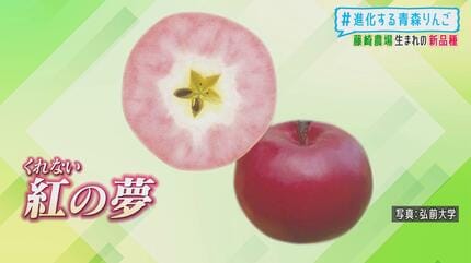 見つけたらラッキー！新品種＆期待のリンゴ 見た目も味も個性豊かな