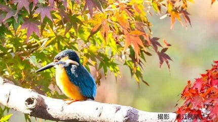 青い宝石」と呼ばれる美しい鳥・カワセミ 冬の観測に最適な時間帯と