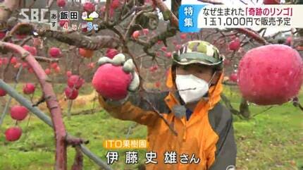 突然できた「奇跡のリンゴ」超貴重！200本の木にたった2本だけ…リンゴ