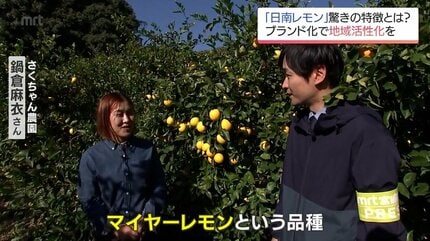 皮の苦味少なくジューシー 「食べられるレモン」日南レモンに熱い視線