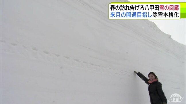 春の幕開けへ　真っ白な“雪の回廊”が姿をあらわす　国道103号“八甲田・十和田ゴールドライン”で雪の回廊づくり本格化　4月1日に全面開通　青森県|TBS NEWS DIG