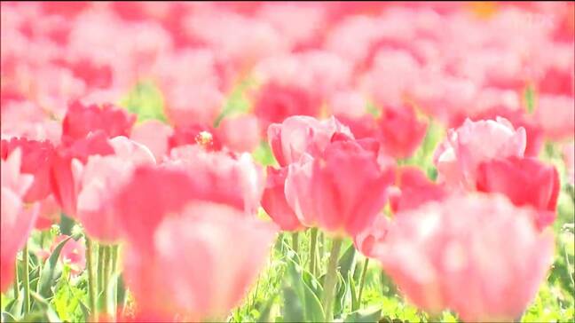 “道の駅”に10万本のチューリップ畑 いま見ごろ 宮城・登米市|TBS NEWS DIG