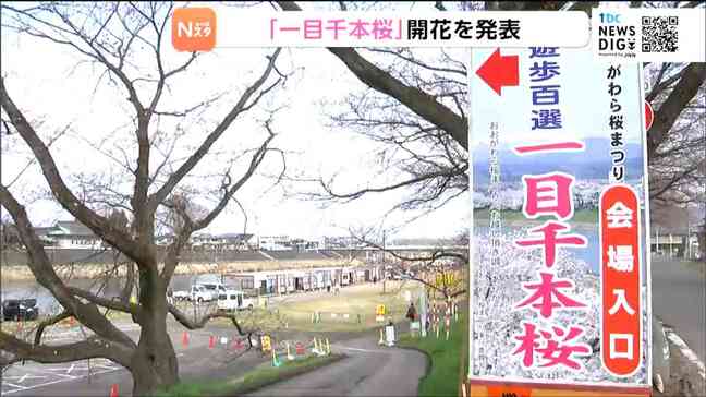 名所「一目千本桜」も開花 おおがわら桜まつり始まる 宮城|TBS NEWS DIG