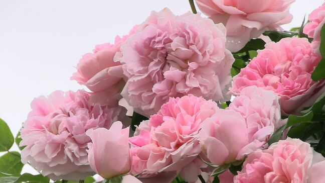 「花弁も香りも楽しんで」“甲本バラ園”でバラが見ごろに　趣味で約340種類360株を栽培【岡山・津山市】|TBS NEWS DIG