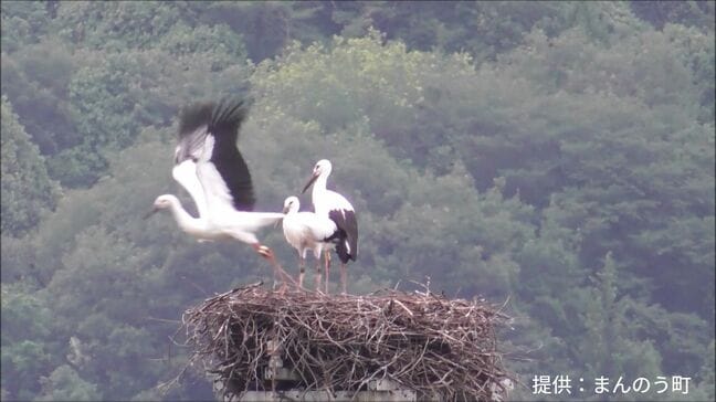コウノトリのヒナ3羽が無事に巣立ち 今年4月に誕生 【香川・まんのう町】|TBS NEWS DIG