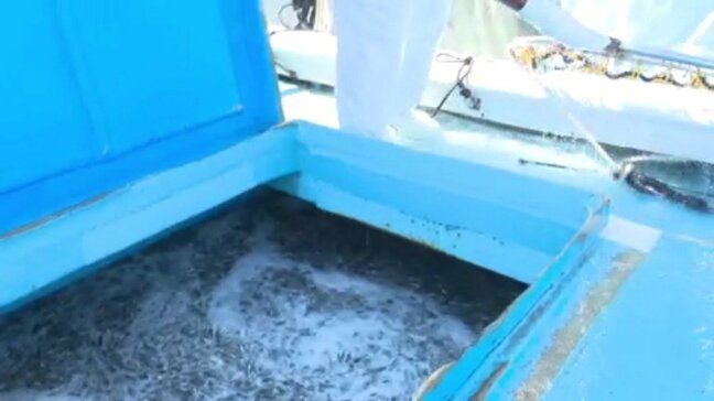 ひうち灘でいりこの原料・カタクチイワシ漁が解禁 今年は魚が少なく例年より1週間遅れ 愛媛・四国中央市|TBS NEWS DIG