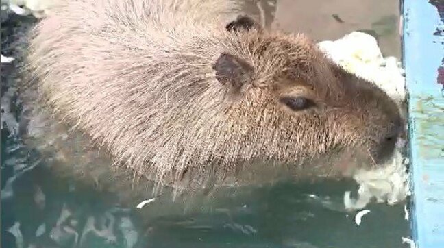 「温泉が待ち遠しくて…」須坂市の動物園で「カピバラ温泉」始まる ゆったりと温まる姿に「癒される」|TBS NEWS DIG