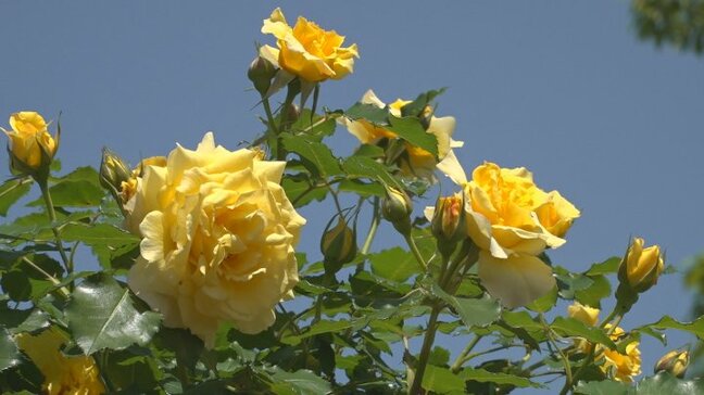 温泉施設でバラが見頃　1000本が咲き誇り満開へ　ガーデンには甘い香り漂う　山梨県・みさかの湯|TBS NEWS DIG