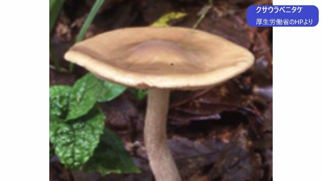 毒キノコ「クサウラベニタケ」による食中毒 家族3人が嘔吐や腹痛など訴える 山でキノコ狩り、自宅で食べ発症 山梨|TBS NEWS DIG
