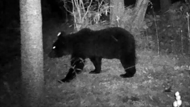 寺の防犯カメラにまたクマの姿が…19日に続き24日も出没、近くでは体長1.5ｍほどのクマの目撃情報やフンなどの痕跡　北海道松前町|TBS NEWS DIG