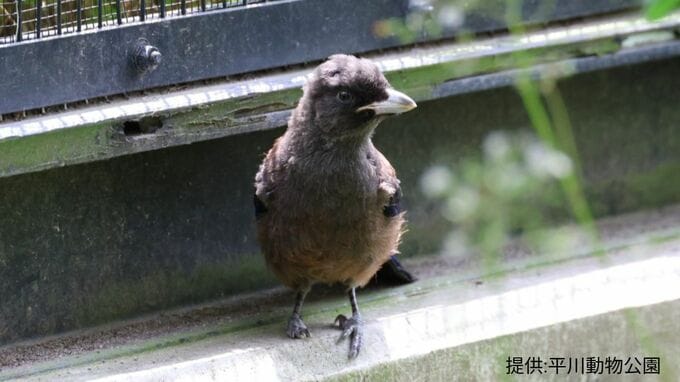 ルリカケスのヒナ死ぬ　生後約2か月　鹿児島・平川動物公園|TBS NEWS DIG