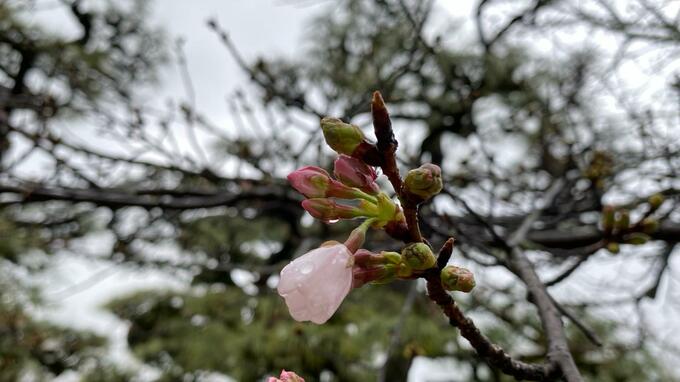 松山のサクラ“開花”まで「もう少し」　道後公園の標本木“咲きかけ”のつぼみを１輪確認　|　愛媛のニュース - Nスタえひめ｜あいテレビは6チャンネル