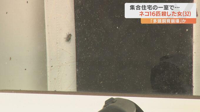 飼いネコ16匹を死なせた疑いで女(32)逮捕 「ハエがたかっている」との相談で事件発覚 不衛生な環境に閉じ込めエサ与えず… 浮かび上がる“多頭飼育崩壊”の可能性　|　愛媛のニュース - Nスタえひめ｜あいテレビは6チャンネル
