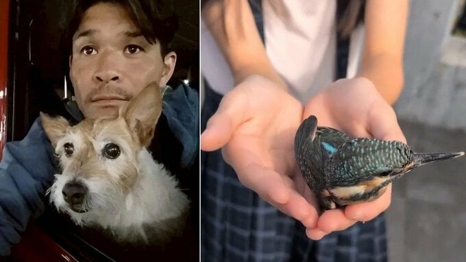 【 照英 】「カワセミが激突」救い出して　愛娘の手から再び空へ「カワセミブルーの美しさは一生忘れない」|TBS NEWS DIG