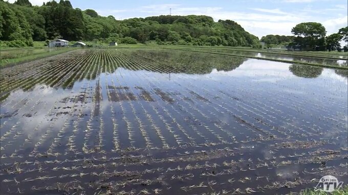 11.6ヘクタールの稲で「生育不良」　“塩害”とみられる被害確認の水田の調査結果を公表　青森県おいらせ町　|　青森のニュース│ATV NEWS│青森テレビ