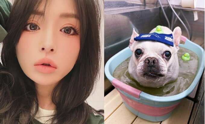 【 浜崎あゆみ 】　愛犬の写真を公開　「シャンプーと爪切りに行ったら、薬用バスにも入れてもらったらしく、帰宅してみんな爆睡」|TBS NEWS DIG