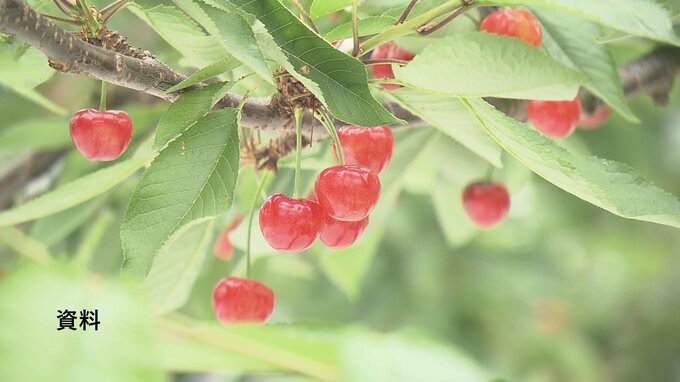 サクランボ約4キロ、1万円相当盗まれる　警察が窃盗事件として捜査　福島|TBS NEWS DIG