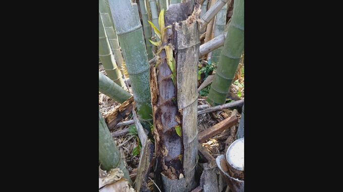 珍光景「古い竹の切り口からタケノコが生えてきた」…この道50年の竹のプロも驚き「見たことがない」　なぜこうなった？|TBS NEWS DIG