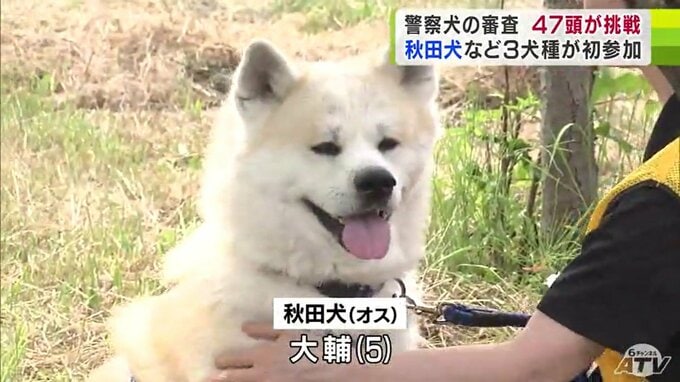 嘱託警察犬の審査会に47頭が参加　60年超の歴史で初の「ウェルシュコーギー」「ミニチュアダックスフンド」など参加　うち秋田犬の『大輔（おおすけ）』5歳は訓練の成果をうまく発揮できず…|TBS NEWS DIG