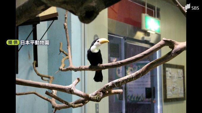 特徴のくちばし  まだ小さく黄色ですが…オニオオハシの繁殖に成功＝静岡・日本平動物園|TBS NEWS DIG