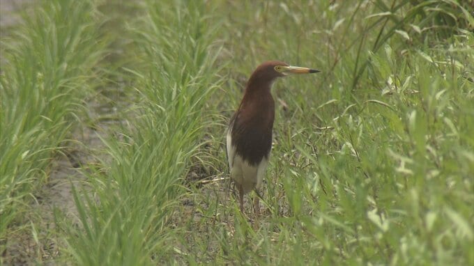 「数年に一度」の珍鳥…「アカガシラサギ」を発見　|　BSSニュース | BSS山陰放送