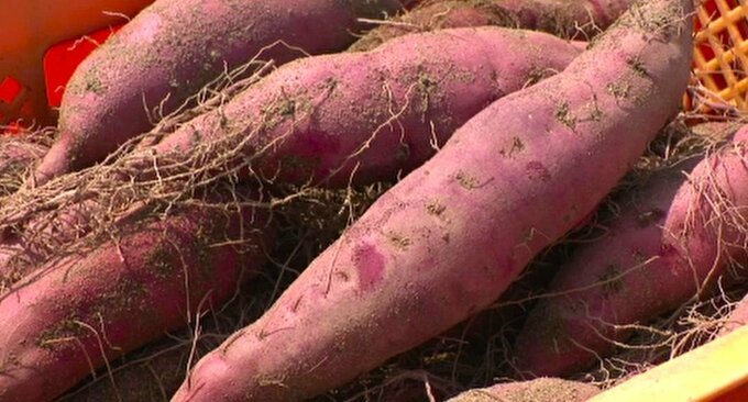 加賀野菜のサツマイモ「五郎島金時」の初出荷！ ホクホク食感の秋の味覚「めった汁」や「焼き芋」に|TBS NEWS DIG