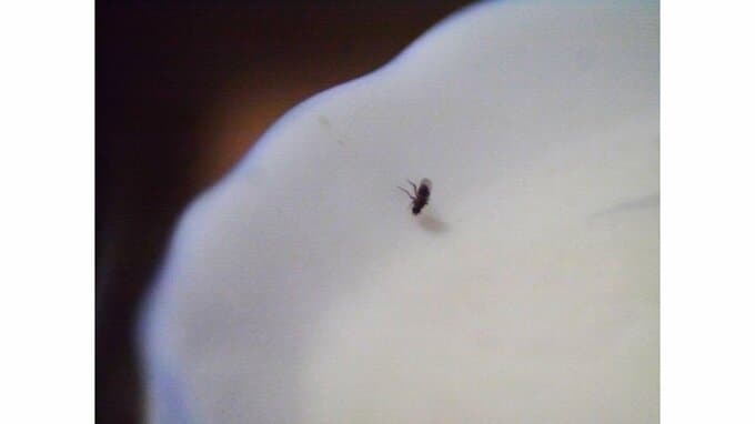 食器のフチから忍び寄り…(※写真はイメージです)