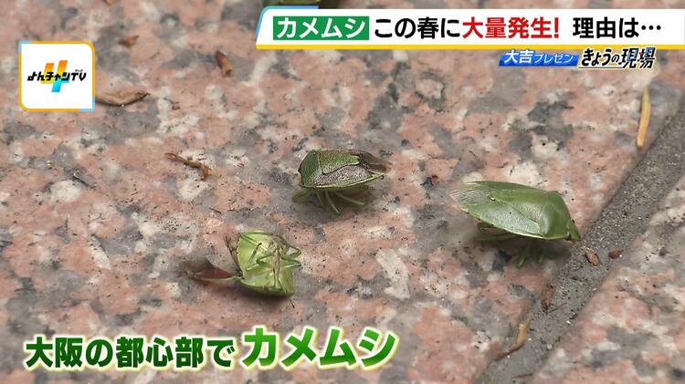 【カメムシ／発送方法修正】テレビ Something terrible happened when I held a beautiful stink