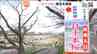 名所「一目千本桜」も開花　おおがわら桜まつり始まる　宮城　|　宮城のニュース│tbc NEWS│tbc東北放送